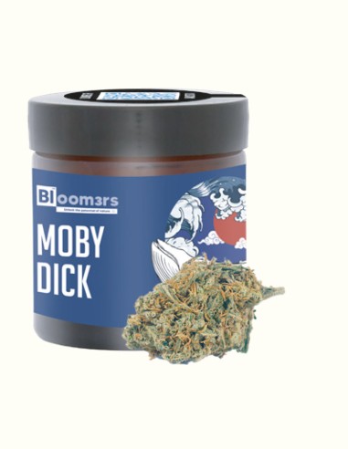 MODY DICK - Bloom3rs 420 - nouvelle édition