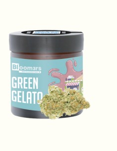 GREEN GELATO - Bloomers 420 - nouvelle édition