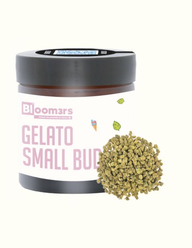 GELATO SMALL BUD - Bloom3rs 420 - nouvelle édition