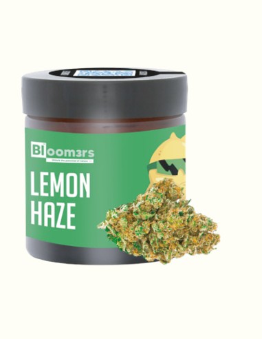 LEMON HAZE - Bloom3rs 420 - nouvelle édition