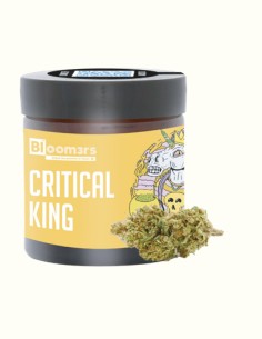 CRITICAL KING - Bloom3rs 420 - nouvelle édition